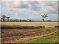Arable land, Toft Hill in Duddo