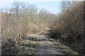 Woodland track, Frith Wood in HR8 1LZ