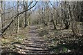 Footpath through Frith Wood in HR8 1JF