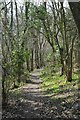Footpath through Frith Wood in HR8 1LW
