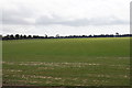 A field for growing turf in IP12 3DW