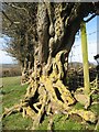 Gnarled trunk in LL22 9RD