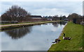 Canada geese on the Spouthouse Lane Aqueduct in B42 1NU