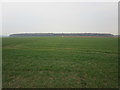 Wheatfield and Scabba Wood in DN5 7ST