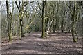 Path through woodland on the Lickley Hills in B45 9QU