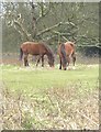 Cissbury Ring: ponies grazing near the southern entrance in BN14 0EB
