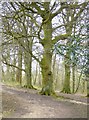 Cissbury Ring: beech trees in Cissbury Plantation in BN14 0EB