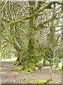 Cissbury Ring: old pollard beech trees in Cissbury Plantation in BN14 0EB