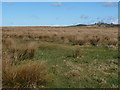 Rough grasses, about 190 metres above sea level in CA7 2JW