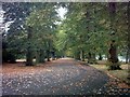 Avenue of trees in Barking Park in IG1 1PL