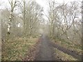 Footpath in Congburn Woods in DH2 3JF