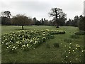 Daffodils at Bowood House Estate in SN11 9LT