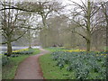 Daffodils by The Lake, Boultham Park in LN5 8RD