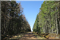 Forest Track in AB38 7SD
