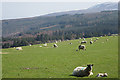 Sheep at Knockando in AB38 7RX