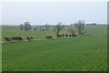 Arable fields west of Duddo Circle in Duddo