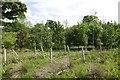 Young woodland in PH3 1JY