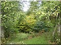 Woodland by stream near Garadhban Forest in G83 8NL