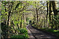 Sunlit track near Sherfield English in SO5 0ZR