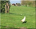 Hen, cabins, near Yapham Common in YO42 1PF