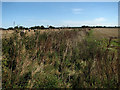 View east along overgrown field drain in NR20 5NG