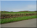 Hedge and fields near Waterloo Farm in LN10 6UJ