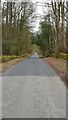 The road to the forest in DG7 2PW