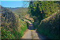 East Devon : Country Lane in EX14 3LJ