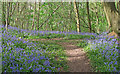 Carpet of Bluebells, Norsey Wood, Billericay in Billericay East Ward