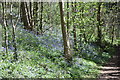 Bluebells by the North Downs Way in ME14 3JD