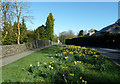 Daffodils On Ambleside Road in LA23 1ET