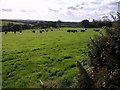 Cattle on Filleigh Moor in EX21 5PW