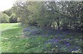 Bluebells at Watford Wood in RH15 8RY