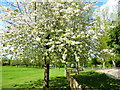 Blossom in Ravenor Park in UB6 8XA