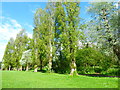 Avenue of trees in Ravenor Park in UB5 6AL