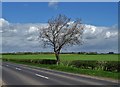 Lone tree by Kirk Sandall Common in DN3 1QH