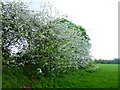 Blossom in Brent Valley Park in W7 3AW