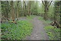 Footpath in the wooded Suckley Hills in Suckley
