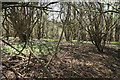 Woodland on Slough Hill in HP14 4JG