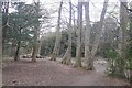 Line of trees, Dreghorn Woods in EH13 0AT