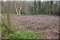 Cleared thicket, Covenanter's Wood in EH13 0AT