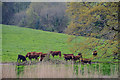 Cornwall : Grassy Field & Cattle in PL12 6QD
