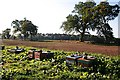 Beehives near Ardovie in DD9 6TR