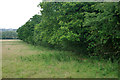 Field edge of tree belt along Canada Road in RH1 5NB
