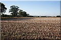 Tattie Field at Middle Drums in DD9 6TR