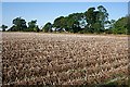 Tattie Field at Middle Drums in DD9 6TP