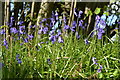 Bluebell bank beside Frenches Lane in SO51 6DP