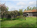 Blossom and barns at Lay Clerk's Farm in CB7 5TR