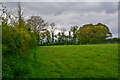East Devon : Grassy Field in EX5 2RP