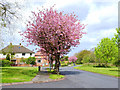 Cherry blossom on Dale Lane, Cobbs in WA4 3DA